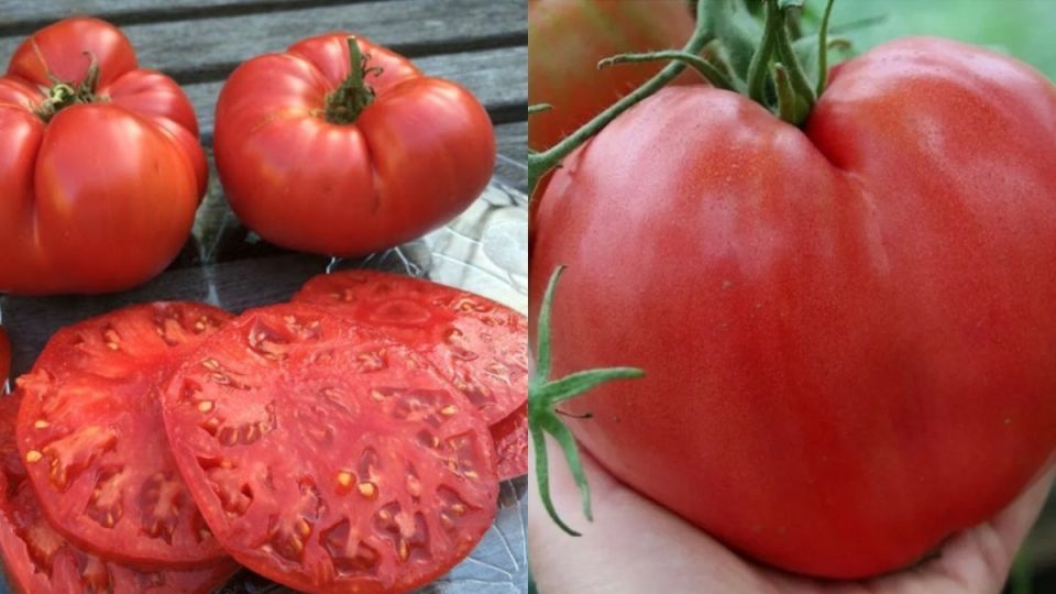 Как мясистые томаты преобразили дачный урожай: открытие сезона