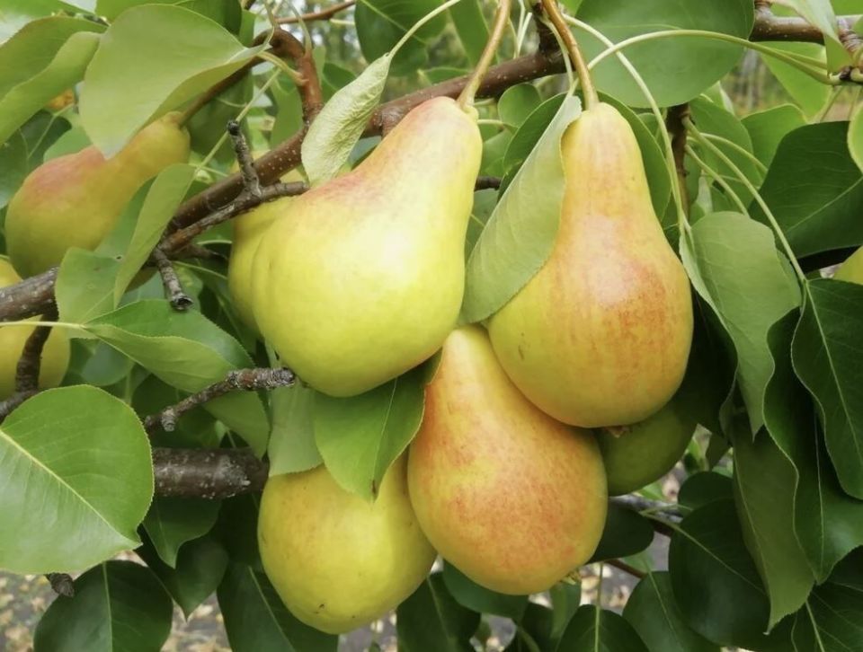 Как ускорить созревание поздних груш при помощи калија