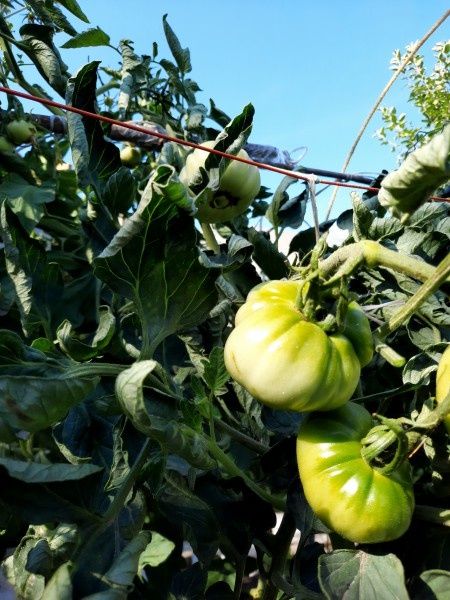 Мысли о скручивании листьев у томатов