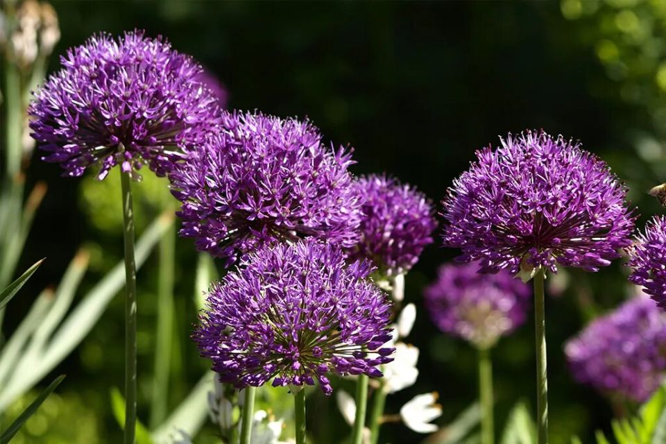 Что делать с декоративным луком после цветения