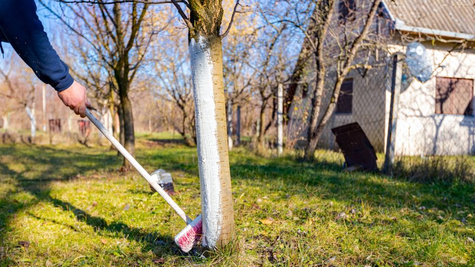 Вот чем белят деревья мудрые дачники: лучше средства не придумаешь
