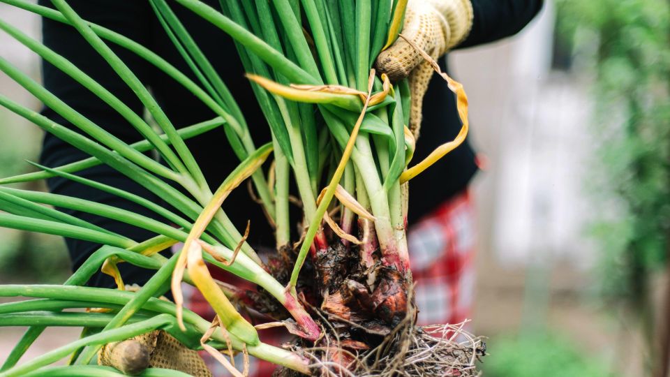 Пожелтевшие перья лука еще можно спасти: вот как это делают садоводы со стажем