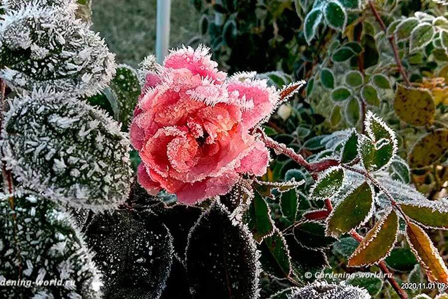 Как сохранить черенки роз до весны: эффективные методы для садоводов