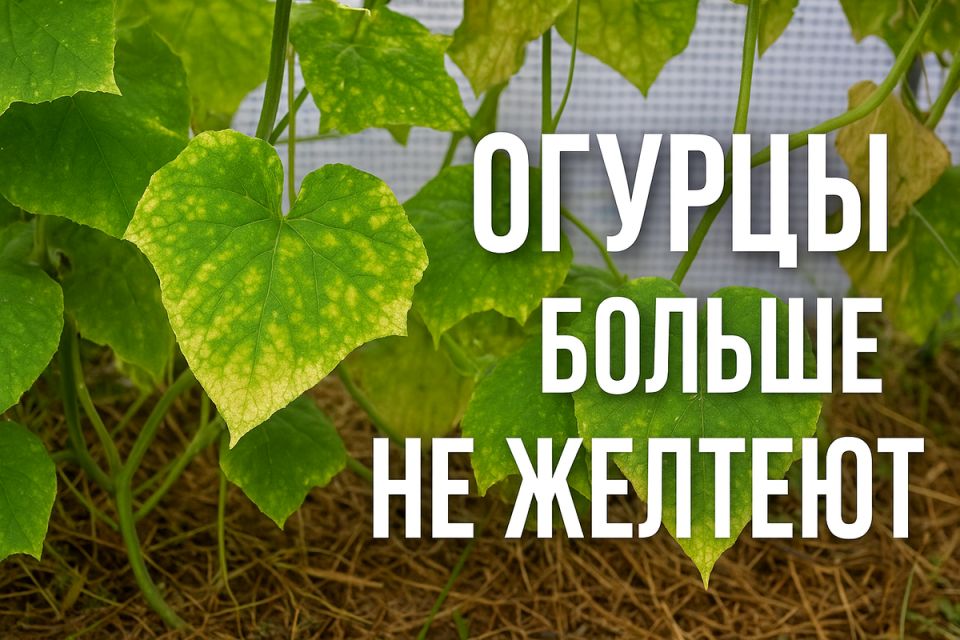Как вернуть к жизни огурцы: эффективные советы для августовского ухода