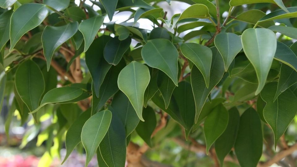 Растения для ваших пушистиков: как защитить здоровье любимцев