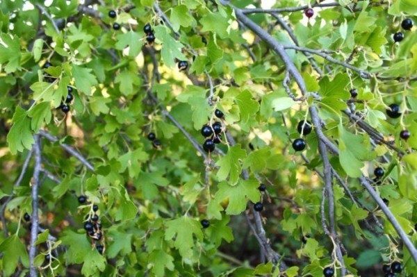 Смородина: выбираем лучшие сорта для вашего сада