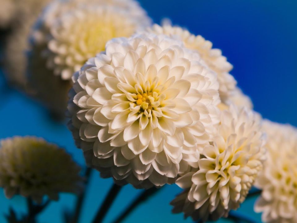 Как создать яркий и шикарный сад с помощью хризантем