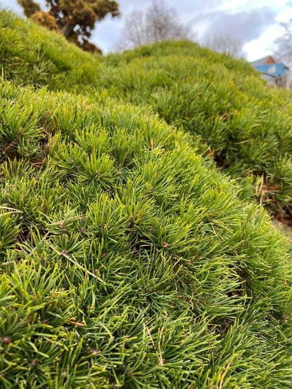 Сосна ниваки: изысканные хвойные создания для вашего сада