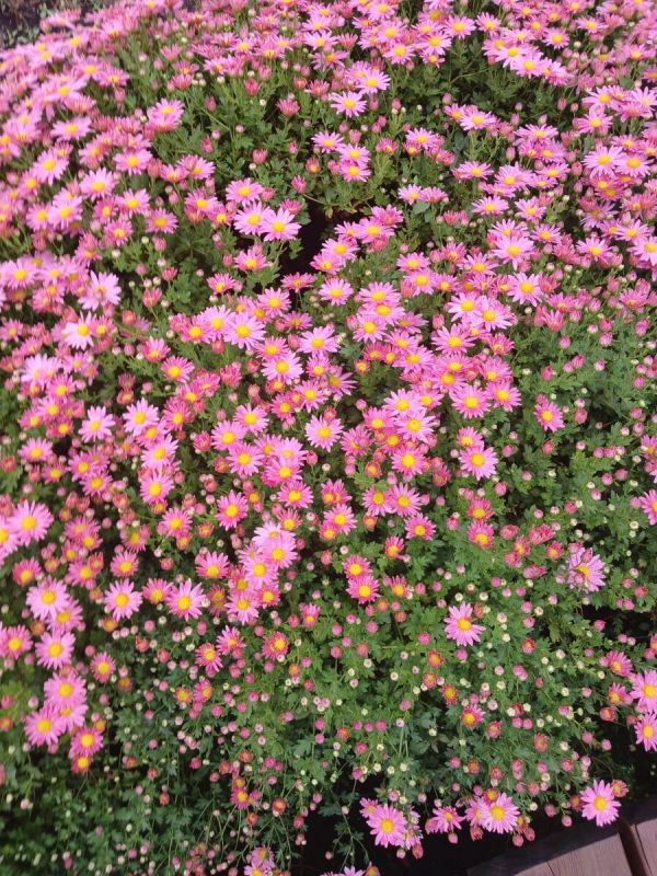 Новые законы ноября: что изменится в жизни россиян