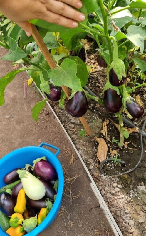 Как заставить баклажаны расти быстрее: секреты опытных садоводов