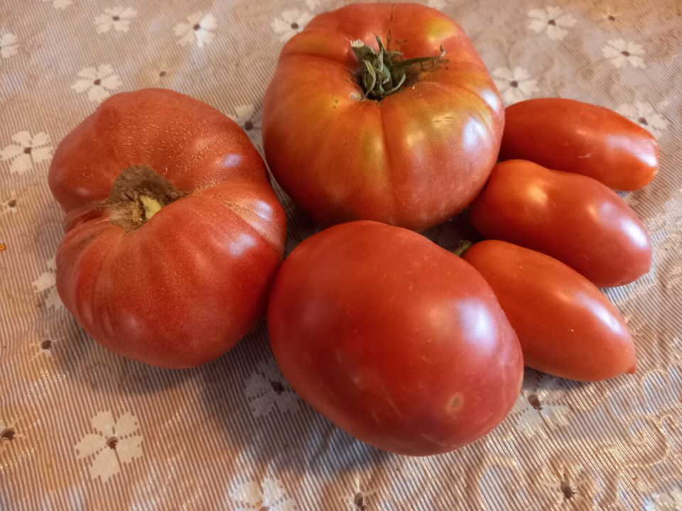 Урожай ведрами: как советский сорт томатов радует садоводов