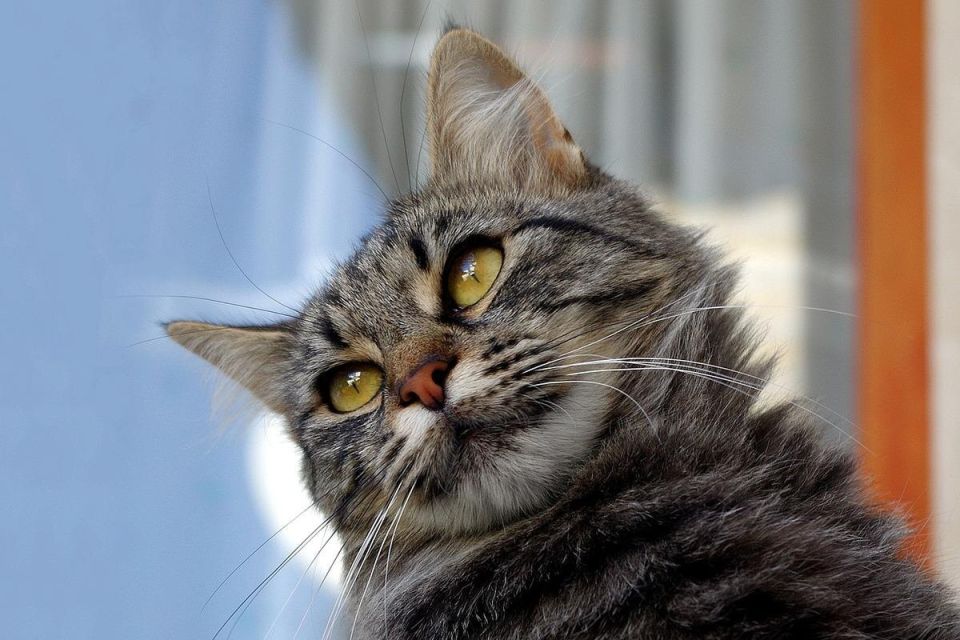 Коты на вашем участке? Узнайте, как от них избавиться!