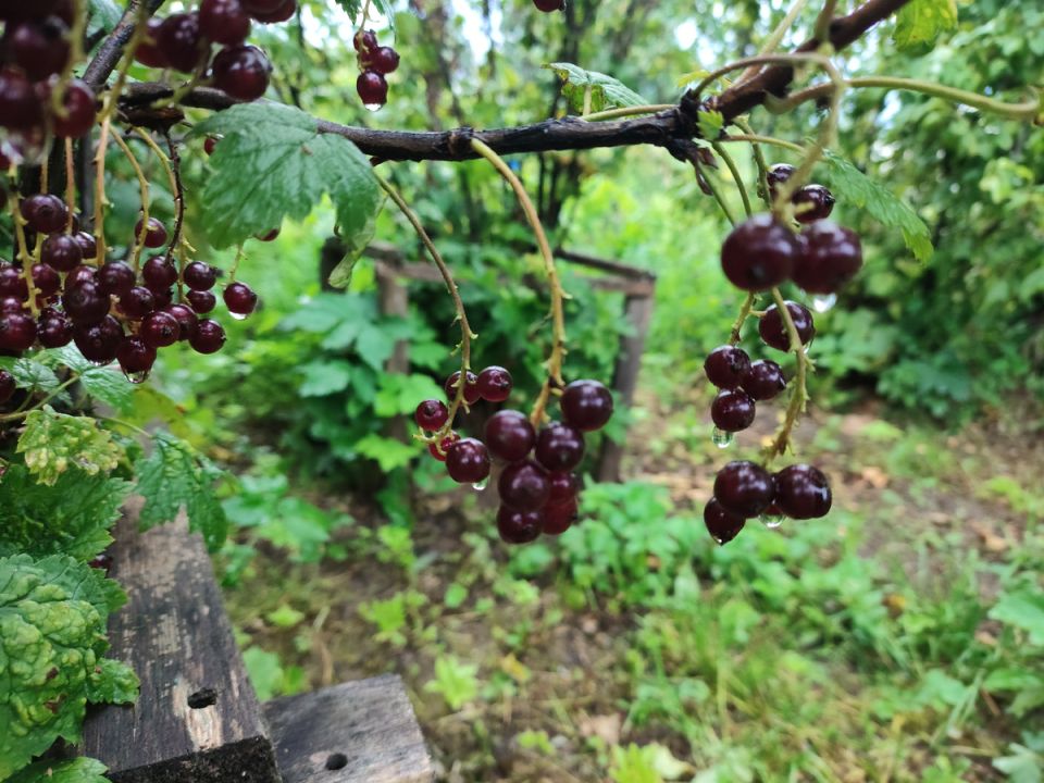 Секреты успешного ухода за смородиной: подготовка к будущему урожаю