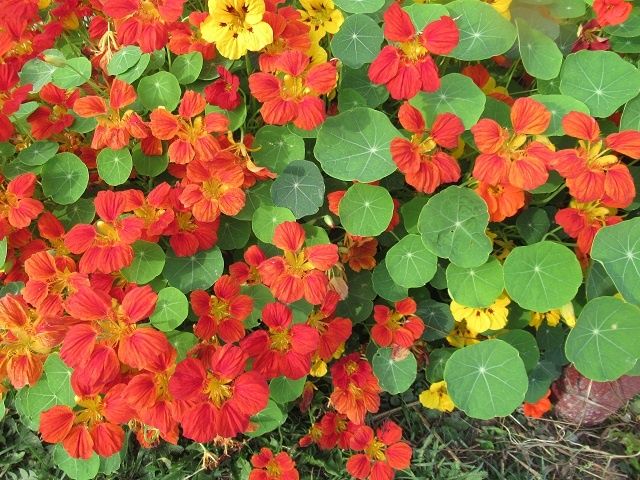 Настурция: как легко украсить сад в июне и наслаждаться цветением до заморозков