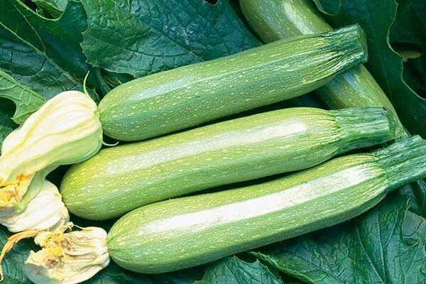 Кабачок Сангрум: как вырастить чудо-урожай и насладиться изысканным вкусом