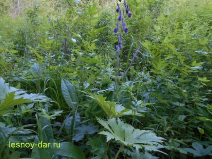 Борец северный: неприметный яд природы с удивительными свойствами