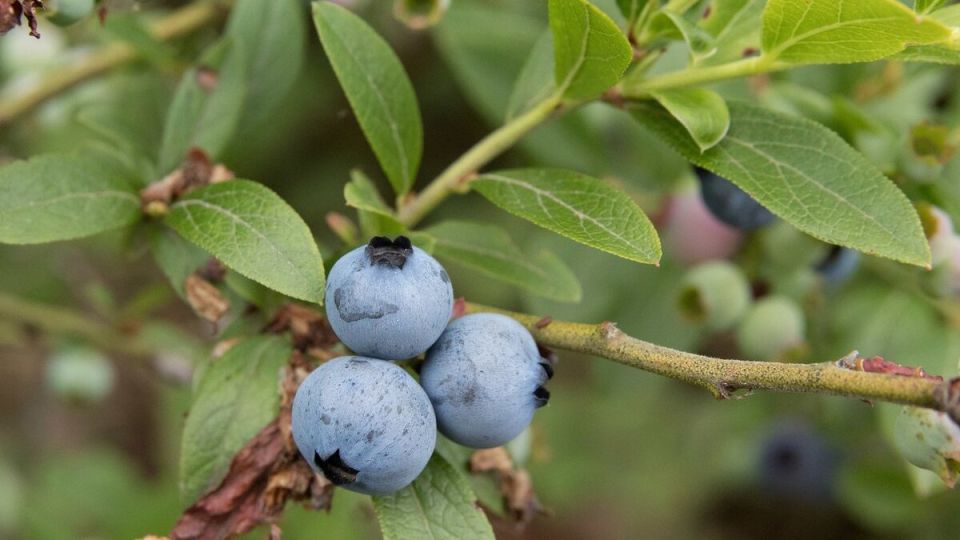 Весенние заботы о голубике: советы по удобрению и уходу
