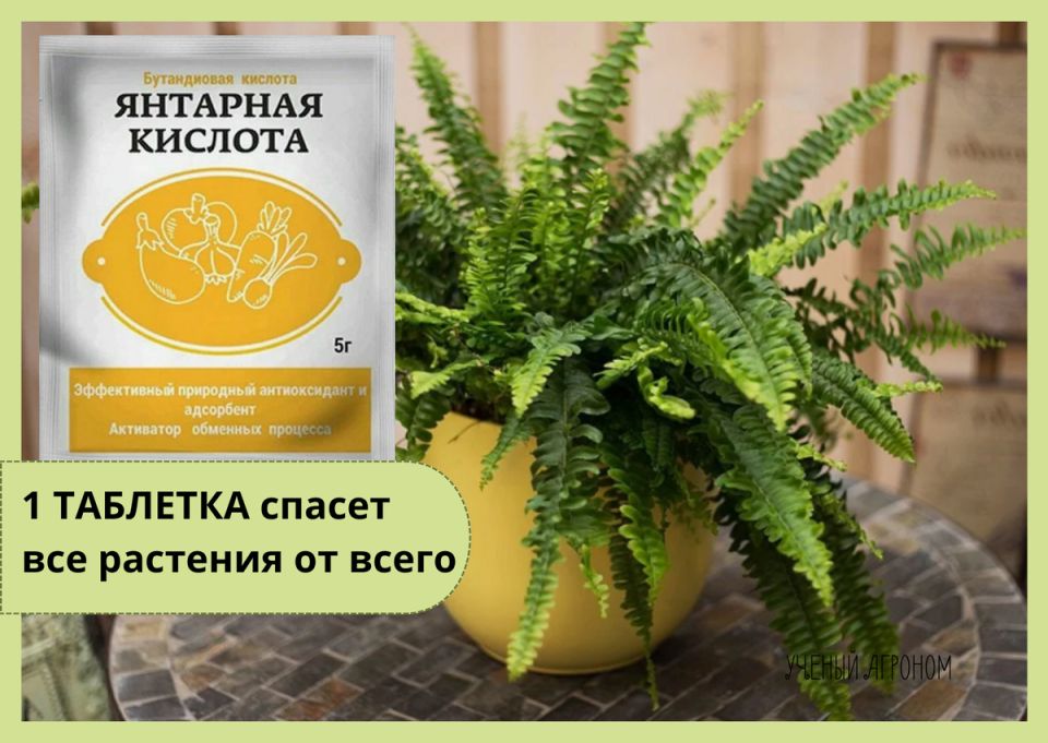 Янтарная кислота: завершите заботу о ваших растениях с умом