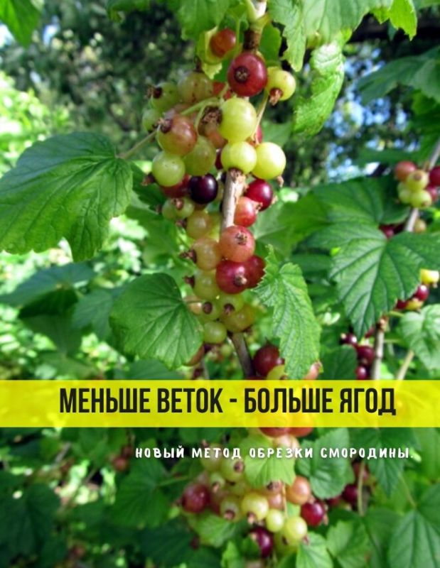 ����������� ������� ���������: ������� ��������� ������