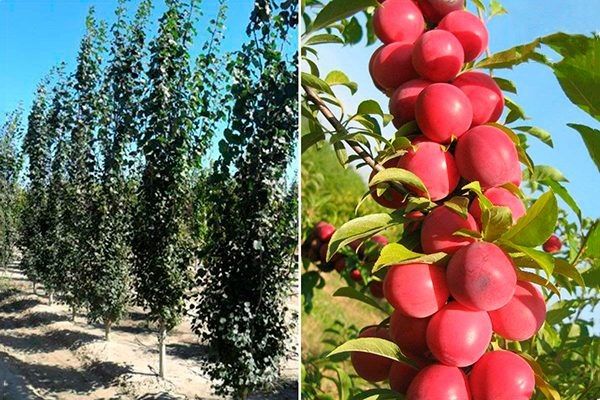 Уникальная колоновидная алыча: как вырастить это компактное чудо на своем участке