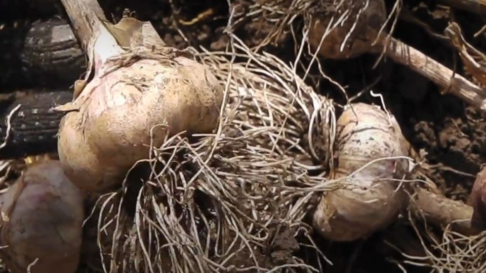 ����������� ������ �� ����� �� ������ ��������: ��� ��������� ������� ����� �� 100 �����