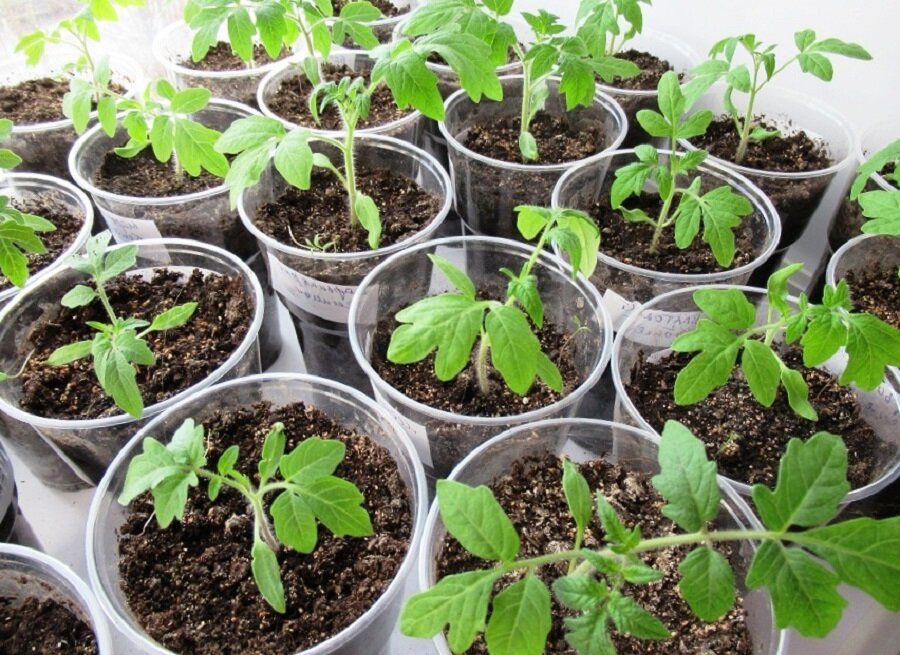 ��� �������� ������� ��� ����������� ������� ���������: ������� �������� �����������