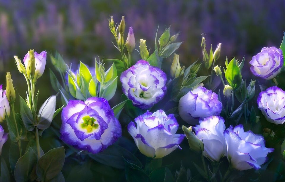 �������: ����� ������� ����� �������� ������������ � ��� ��� ����������