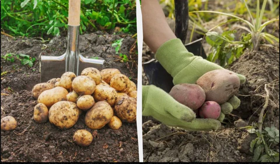 ����� ���� ������ ��������: ������ �� ������� ��������� �� 2025 ���