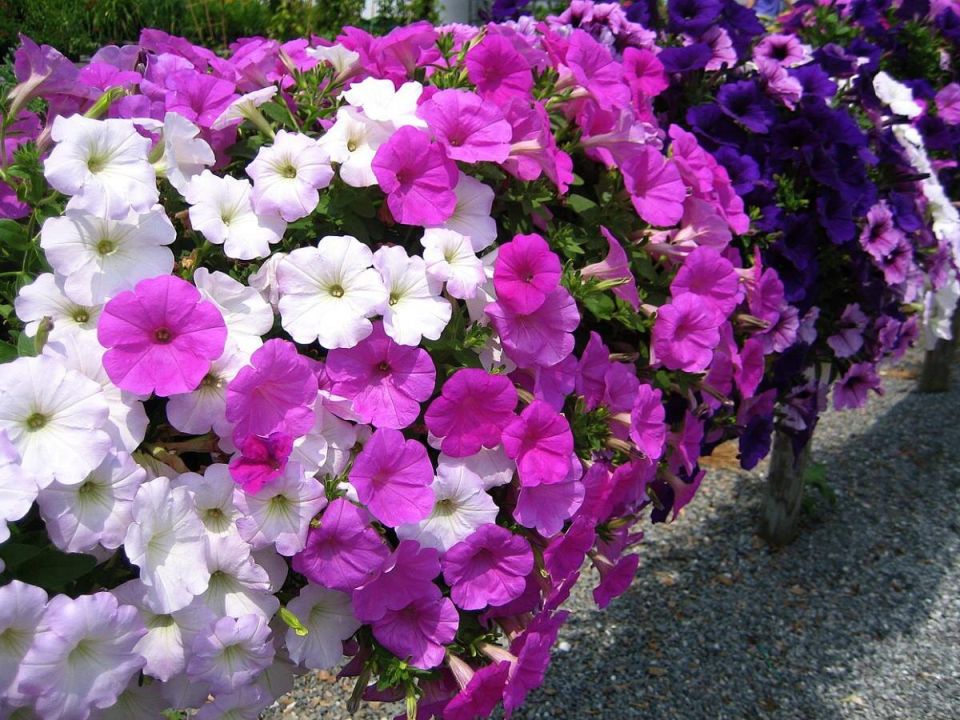 ��� �������� ������� ������ ��� ��������� ������� � ������� �� �������� ���������