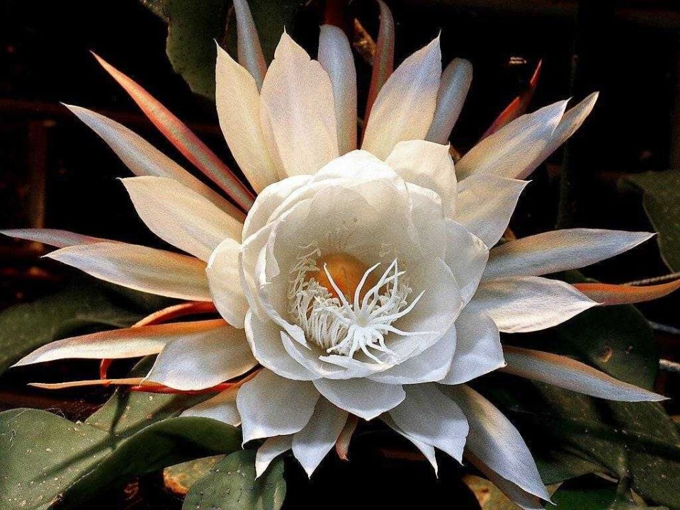 ������� ���������: ����� ������� ��������� ��������, ������� �������� �����������