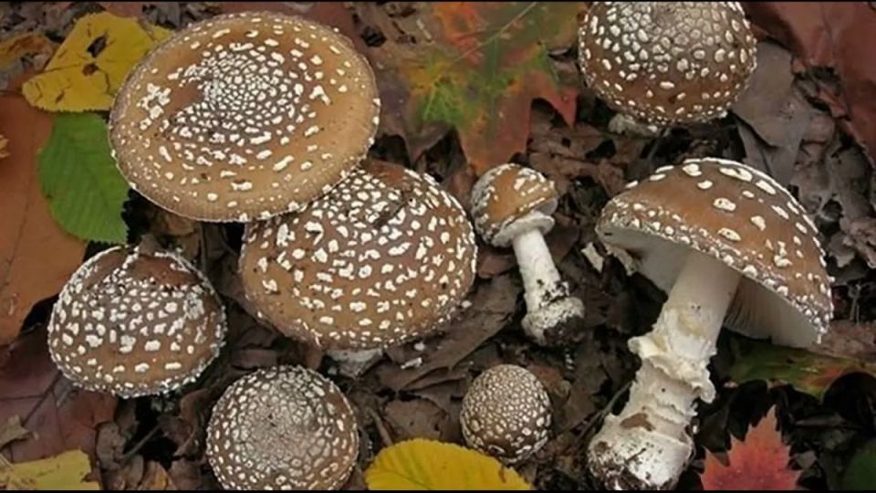 Опасные грибы России: какие следует избегать?