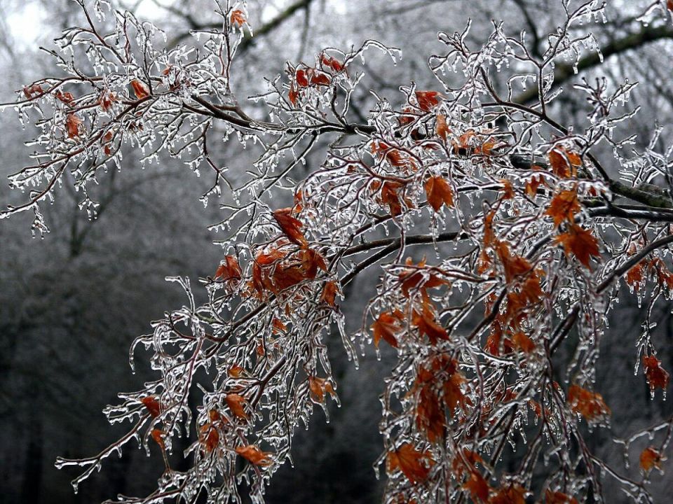 Как защитить деревья от зимних морозов в условиях потепления