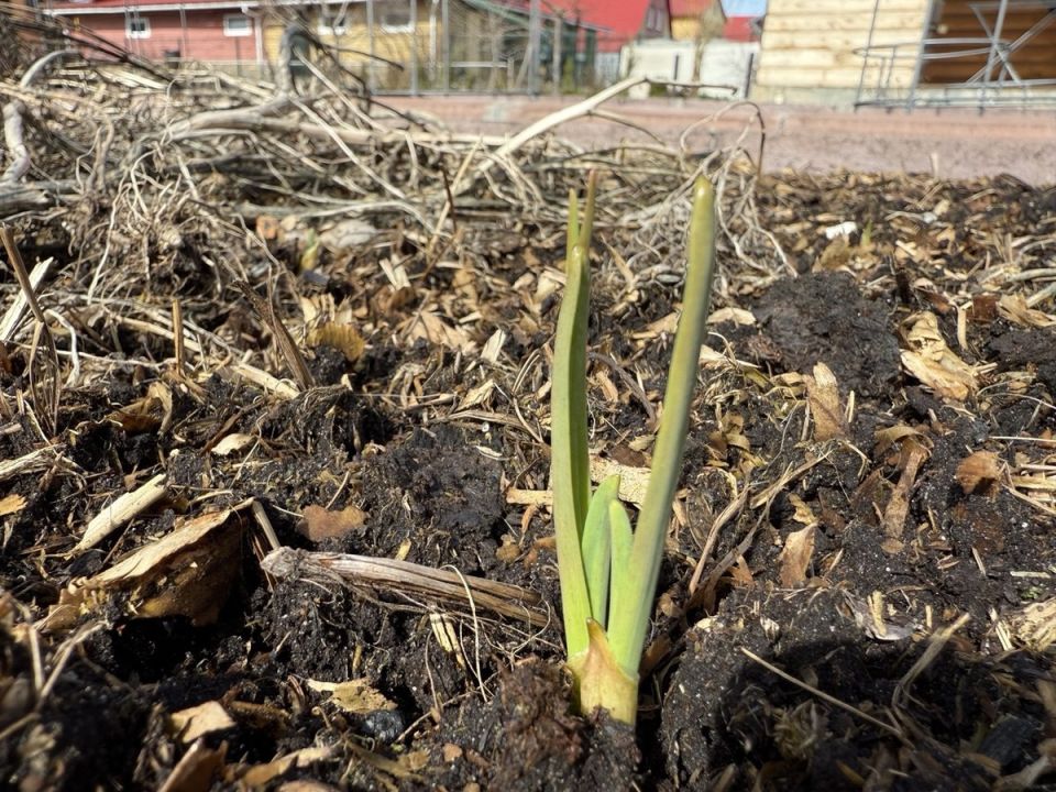 Почему весной чеснок теряет цвет: основные причины и советы по уходу