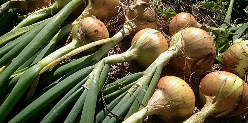 Лук под контролем: как своевременно собирать и хранить урожай для долгосрочного хранения
