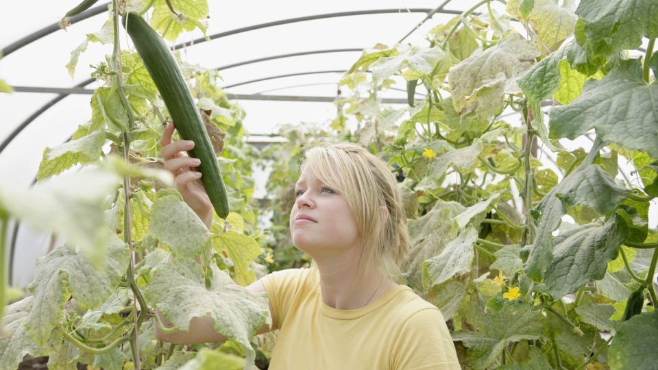 ����� ������� ������� �������� ������ ��� ������: ������ �����������