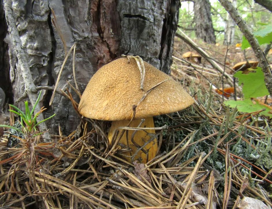 ������� �����-�����: ������ ��������� �� ����� �����