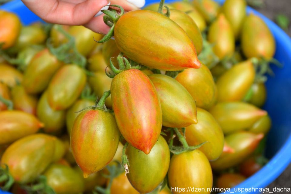 ������, ������� ������ ������� ��������: ��������� ����� ��� ������ ����