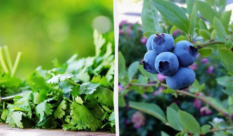 ������ ������� ������ � ��������� ������� ��� ������ ����: 9 ����������� ��������