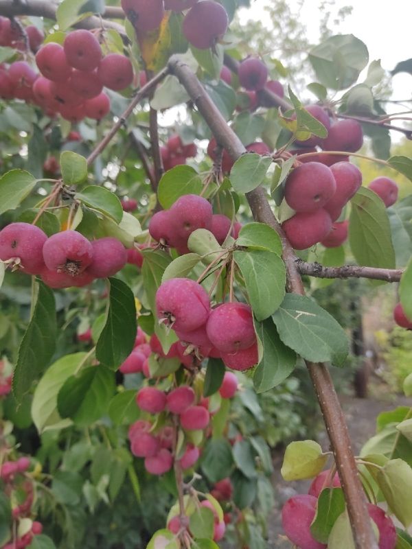 ������� �������: ��������� ������ ����� � ���������