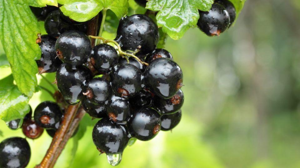 ��� �������� ������ ������������ ����� ��������� � ��������� ����������� � ��� ����