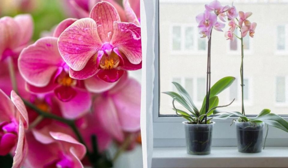 ��� ������������� �������� �������: ������� ������ �� ��������