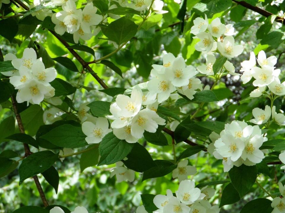 ��� �������������� ����� ������ �� ������: ����������� �� Ciceksel