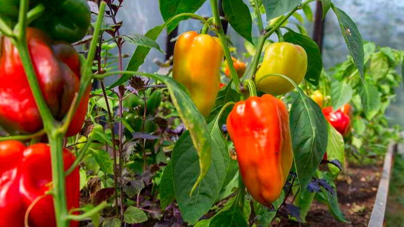 ��� ��������� �������� ����� � ������� ��� �������� ������