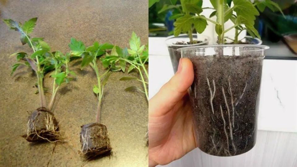 ��� ������� ���� �������� ��������� ������� ������