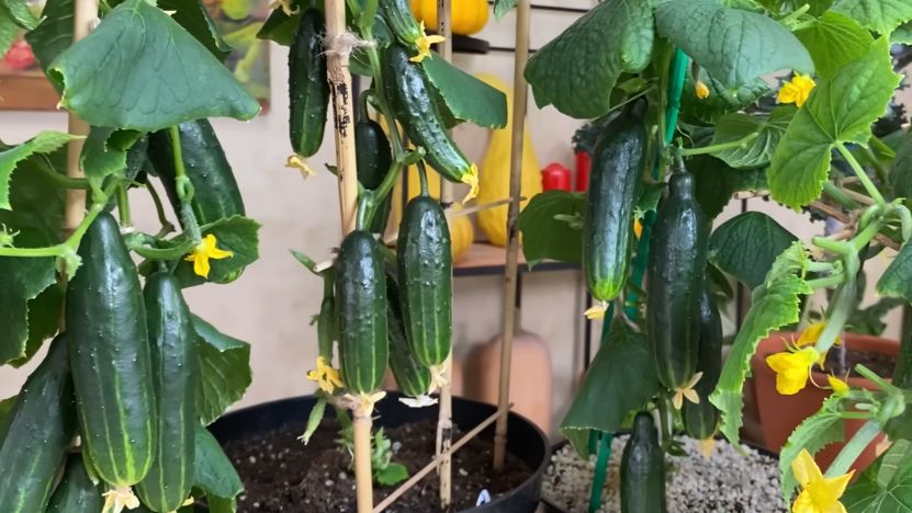 ������� ����� ������� �� �����������: ��� �������� ������ ������ � �����