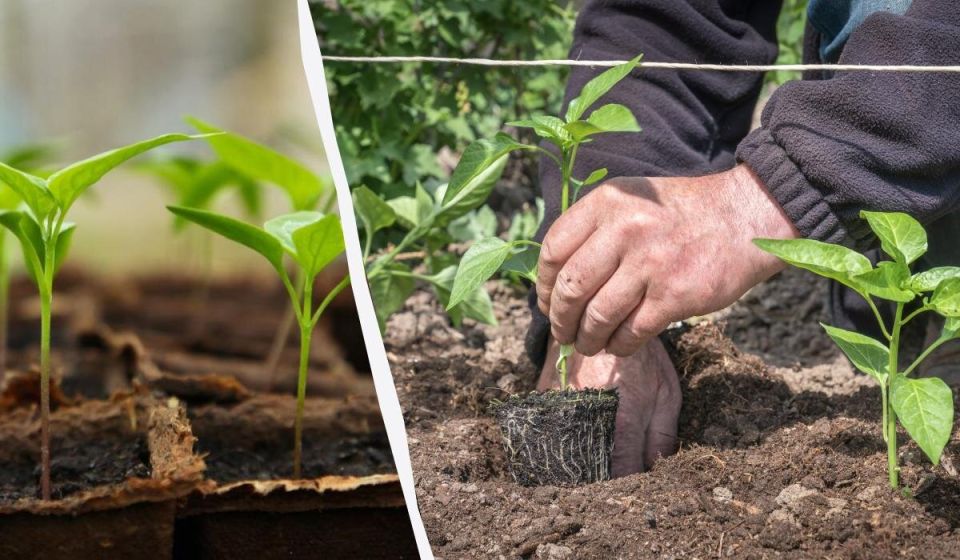 ��� �������� � ����� ��� ������� ����� ��� ����� � ������� �������� �������