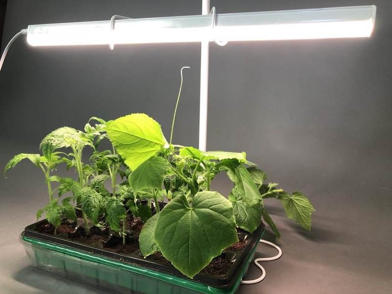 Досвечивание растений: как выбрать лампу для крепкого роста и здоровья зелени