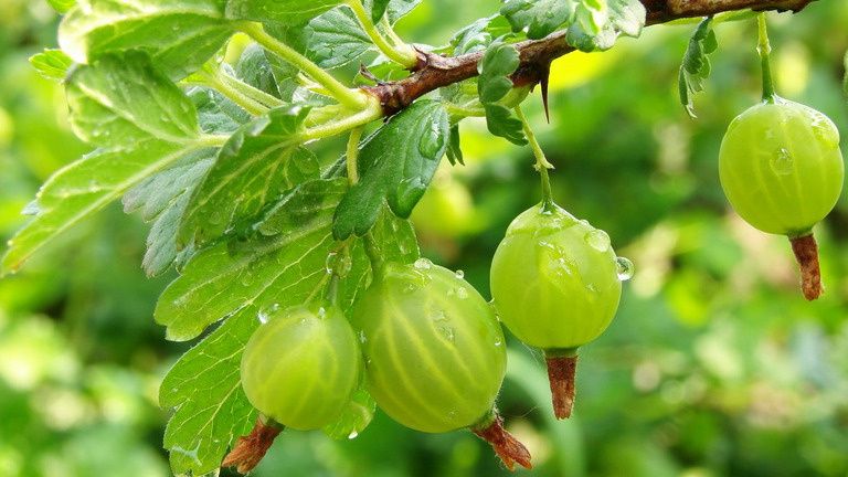 Как дедовские способы делают сбор крыжовника легким и безопасным