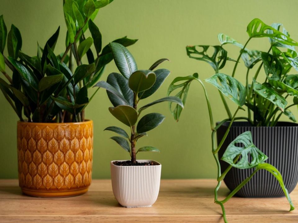 ������ ��������: ��� ��������� �������� ��������� �������� � �������� ����