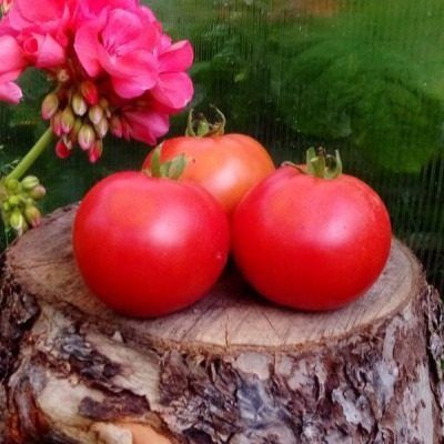 Анита в теплице: ранний урожай и неприхотливость по?современному